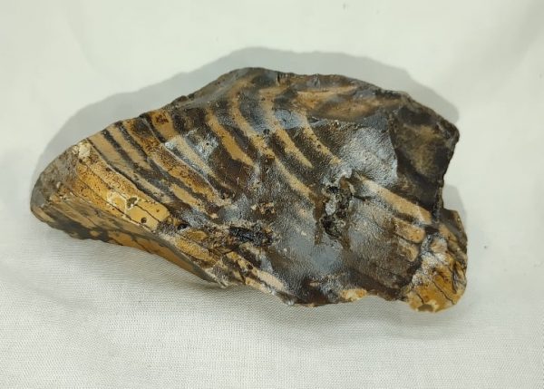 Genuine Eocene Age Zebra Stromatolite Fossils for Sale from Wyoming #39