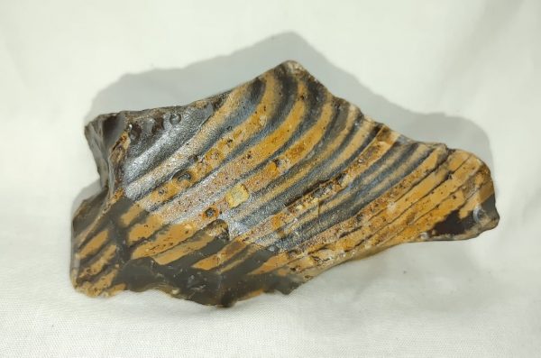 Genuine Eocene Age Zebra Stromatolite Fossils for Sale from Wyoming #39a