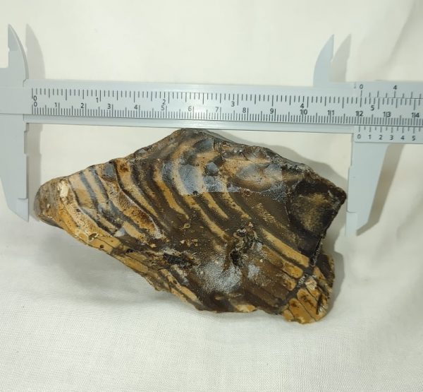 Genuine Eocene Age Zebra Stromatolite Fossils for Sale from Wyoming #39b