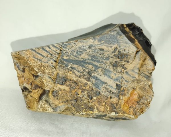 Genuine Eocene Age Zebra Stromatolite Fossils for Sale from Wyoming #40a