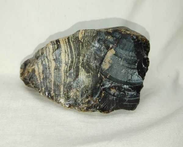 Genuine Eocene Age Zebra Stromatolite Fossils for Sale from Wyoming #41