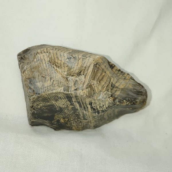 Genuine Eocene Age Zebra Stromatolite Fossils for Sale from Wyoming #41a