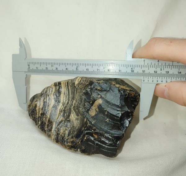 Genuine Eocene Age Zebra Stromatolite Fossils for Sale from Wyoming #41b