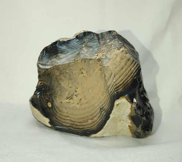 Genuine Eocene Age Zebra Stromatolite Fossils for Sale from Wyoming #42