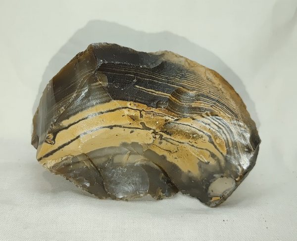 Genuine Eocene Age Zebra Stromatolite Fossils for Sale from Wyoming #46