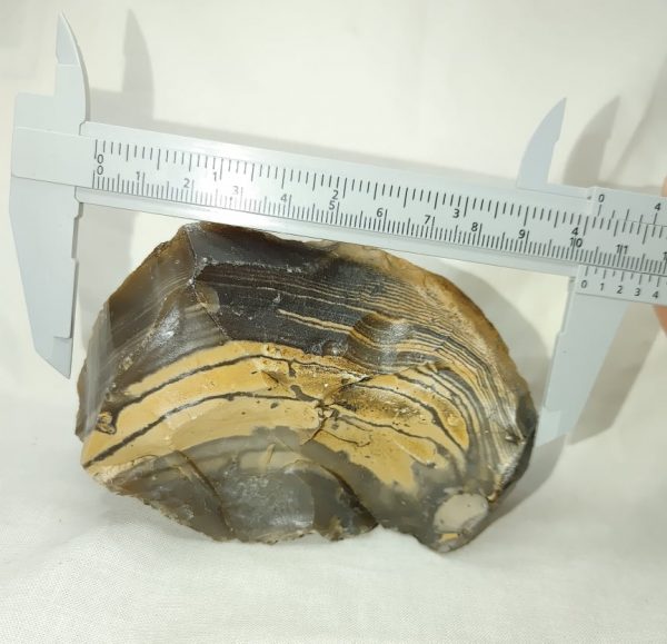 Genuine Eocene Age Zebra Stromatolite Fossils for Sale from Wyoming #46b