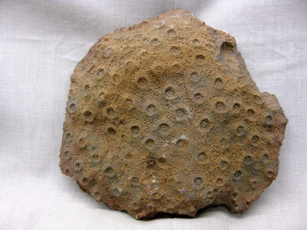 Genuine Devonian Age Acervularia Sun Coral From Arica For Sale #1