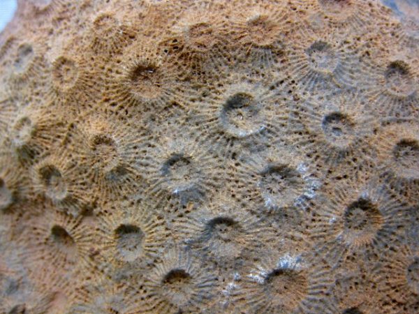 Genuine Devonian Age Acervularia Sun Coral From Arica For Sale #1a