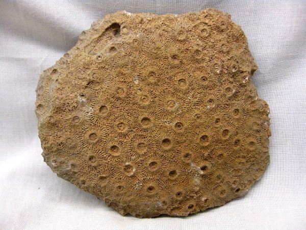 Genuine Devonian Age Acervularia Sun Coral From Arica For Sale #2