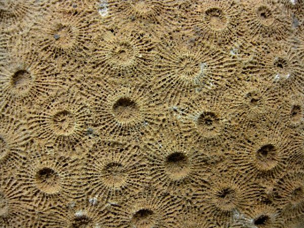 Genuine Devonian Age Acervularia Sun Coral From Arica For Sale #2a