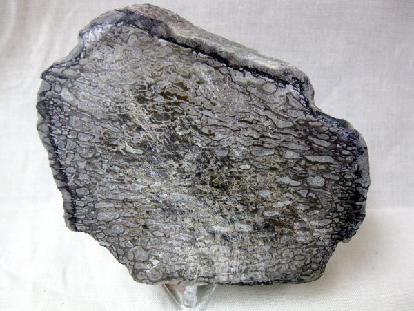 Polished Cretaceous Dinosaur Bone #12 - Image 2