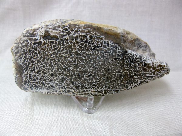 Polished Cretaceous Dinosaur Bone #2 - Image 2