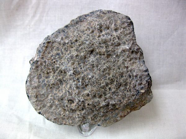 Polished Cretaceous Dinosaur Bone #7 - Image 2