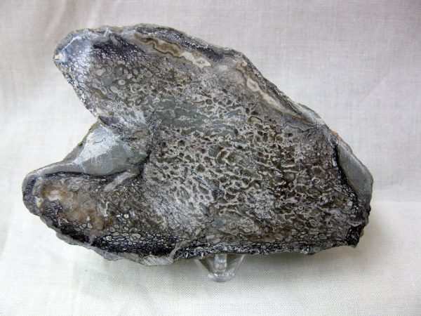 Polished Cretaceous Dinosaur Bone #9