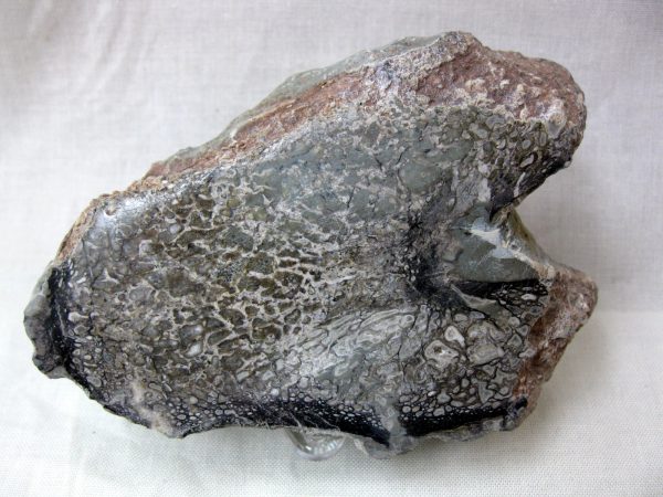 Polished Cretaceous Dinosaur Bone #9 - Image 2