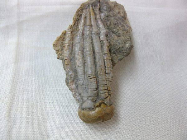 Alabama Crinoid Plate #22