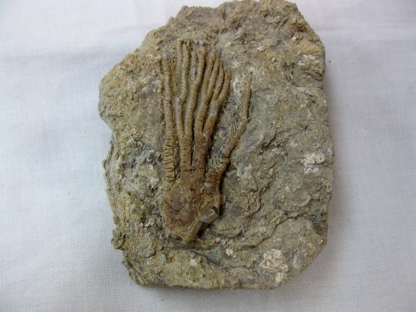 Alabama Crinoid Plate #23