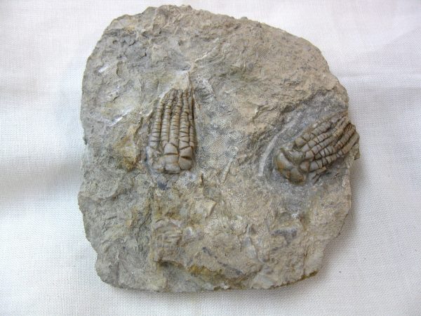 Alabama Crinoid Plate #25