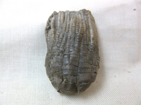 Alabama Crinoid Plate #34