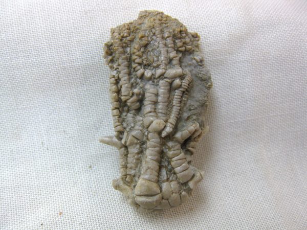 Alabama Crinoid Plate #4