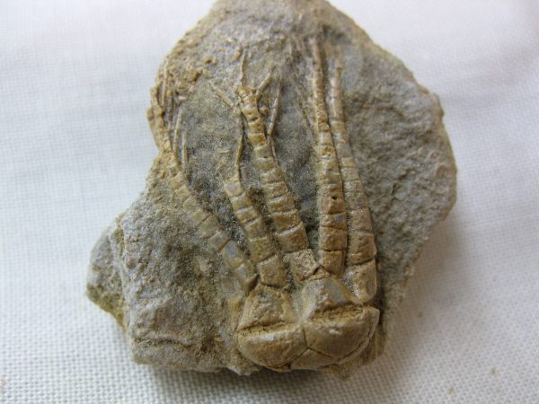 Alabama Crinoid Plate #5