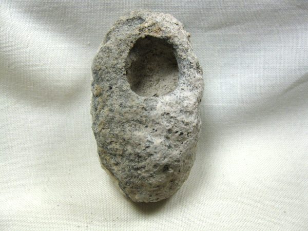 Fossil Weevil Cocoon #10 - Image 2