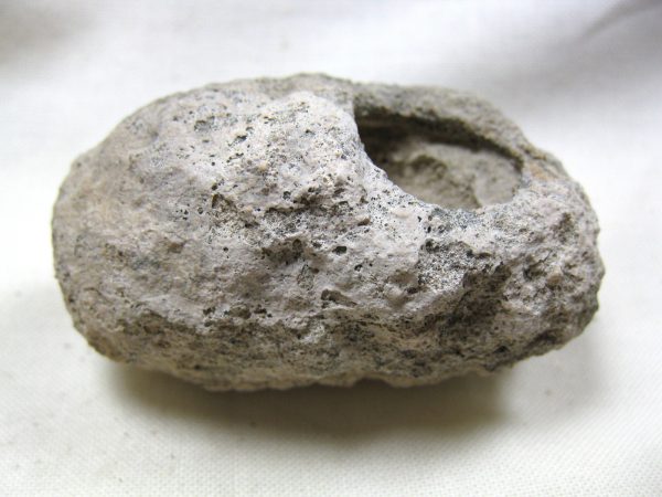 Fossil Weevil Cocoon #10 - Image 5