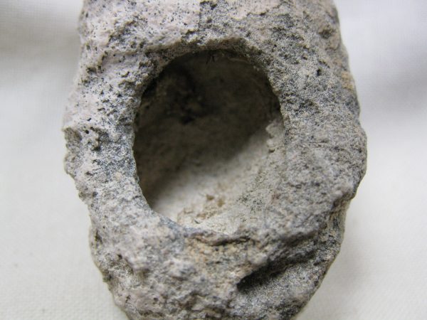 Fossil Weevil Cocoon #10 - Image 4