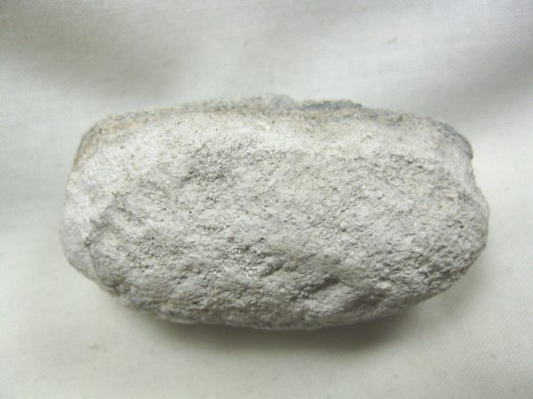 Fossil Weevil Cocoon #10 - Image 3