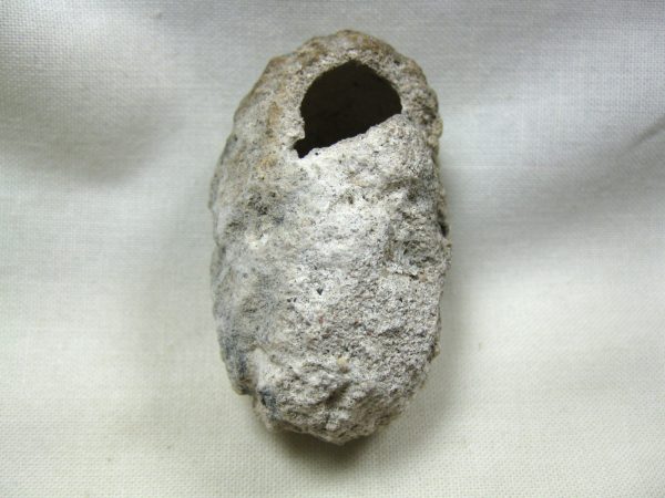 Fossil Weevil Cocoon #11 - Image 2