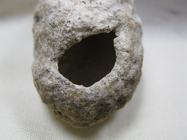 Fossil Weevil Cocoon #11 - Image 4