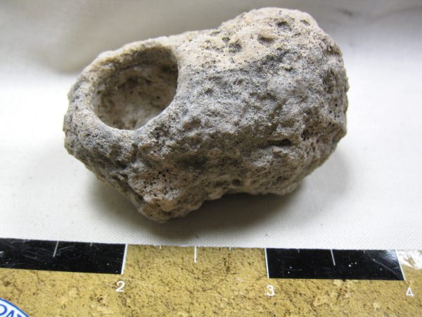 Fossil Weevil Cocoon #12