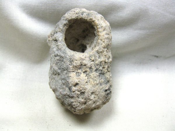 Fossil Weevil Cocoon #12 - Image 2