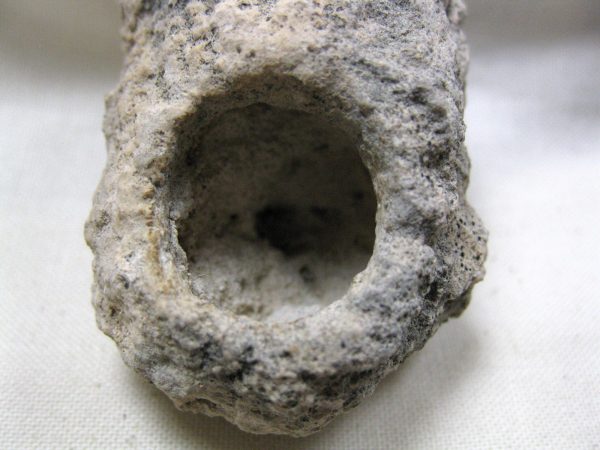 Fossil Weevil Cocoon #12 - Image 4