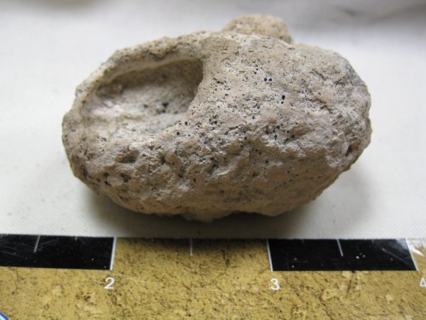 Fossil Weevil Cocoon #13