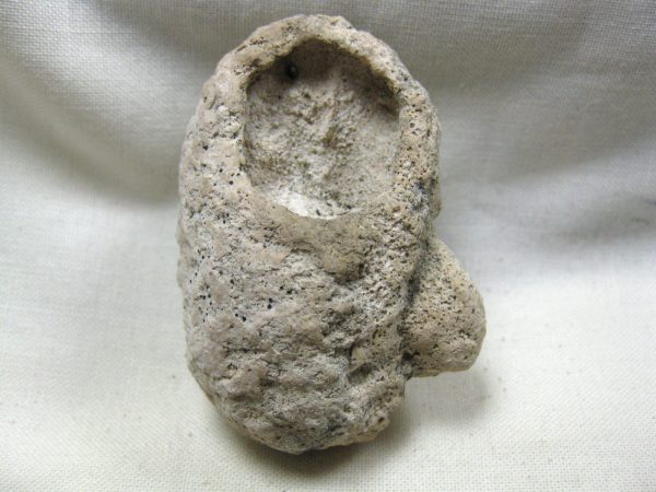 Fossil Weevil Cocoon #13 - Image 2