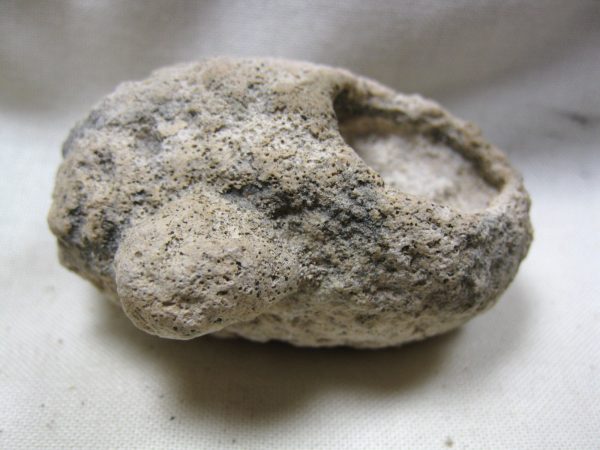 Fossil Weevil Cocoon #13 - Image 5