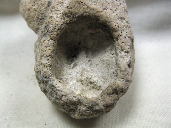 Fossil Weevil Cocoon #13 - Image 4