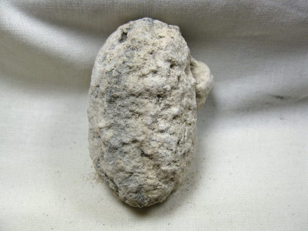 Fossil Weevil Cocoon #13 - Image 3