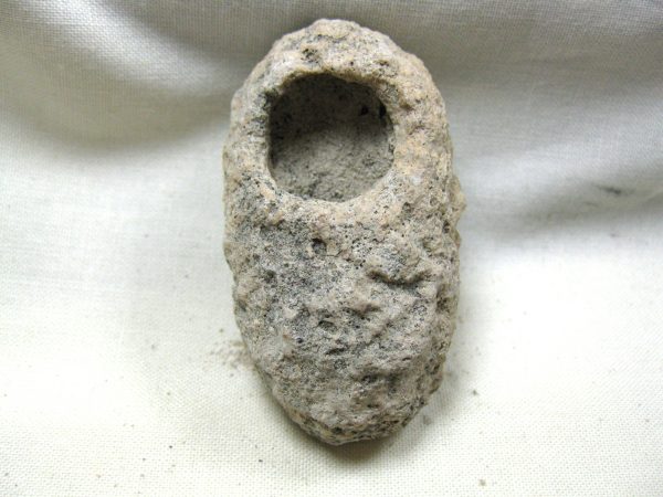 Fossil Weevil Cocoon #14 - Image 2