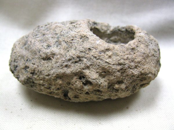 Fossil Weevil Cocoon #14 - Image 5