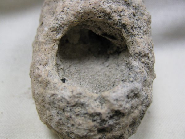 Fossil Weevil Cocoon #14 - Image 4