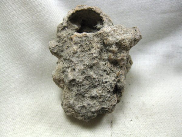 Fossil Weevil Cocoon #15 - Image 2