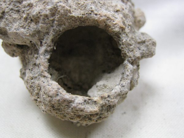 Fossil Weevil Cocoon #15 - Image 4