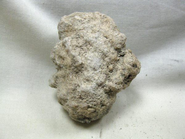 Fossil Weevil Cocoon #15 - Image 3