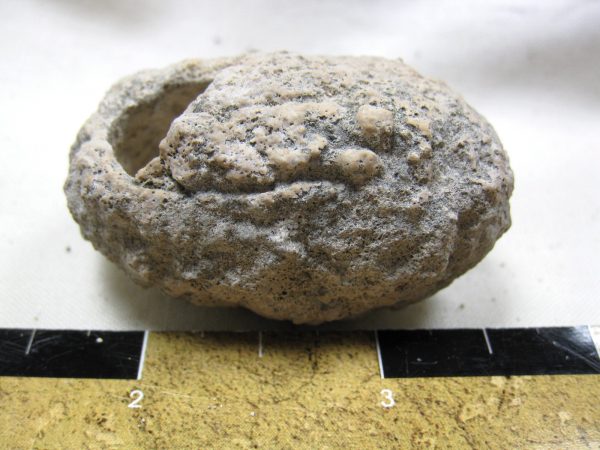 Fossil Weevil Cocoon #16