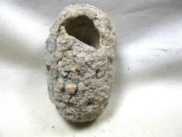 Fossil Weevil Cocoon #16 - Image 2