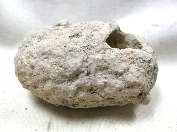 Fossil Weevil Cocoon #16 - Image 5