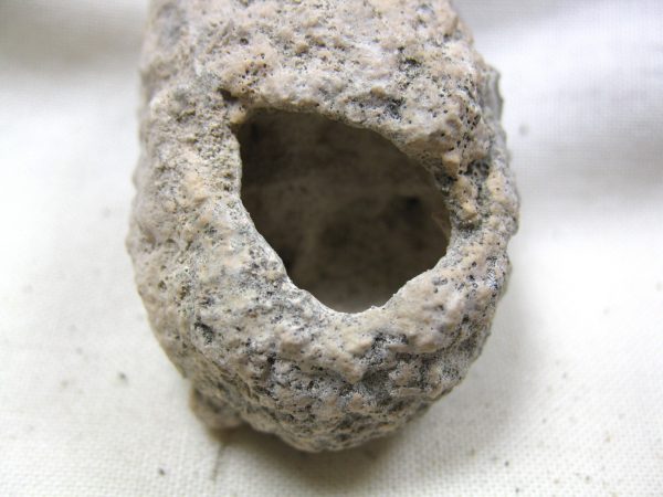 Fossil Weevil Cocoon #16 - Image 4