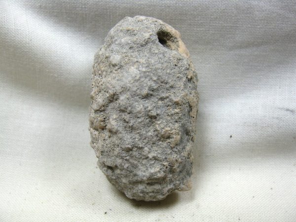 Fossil Weevil Cocoon #16 - Image 3